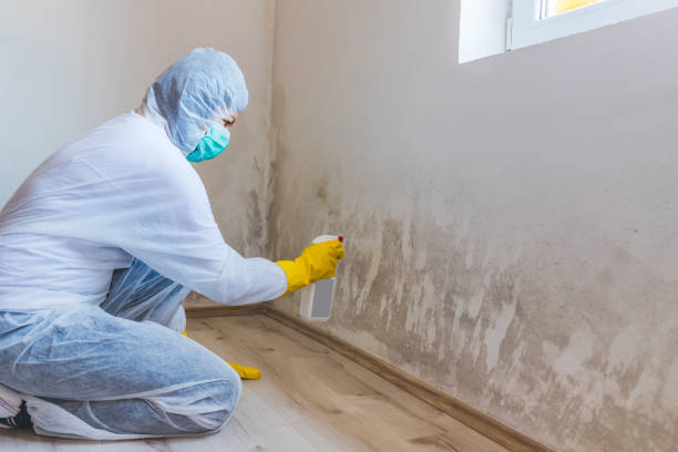Licensed Black Mold Remediation service in Fremont, MI - Car Mold Remediation
