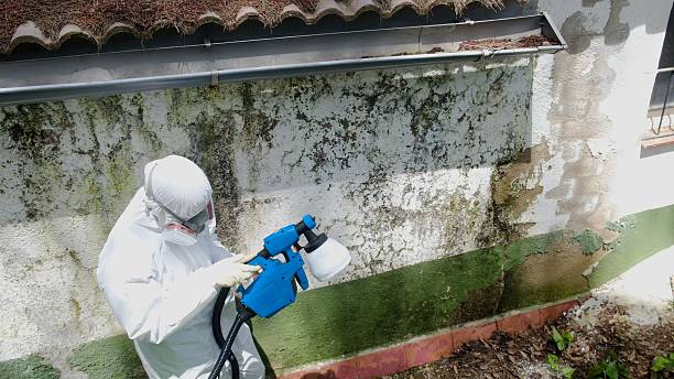 Top rated local Black Mold Remediation specialists in Fremont, MI